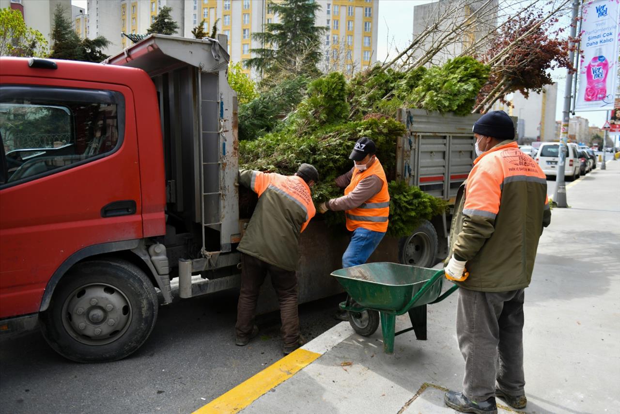 Esenyurt Belediyesi, Kesilmek Zorunda Olan Ağaçların Yerine Yeni Ağaçlar Dikti