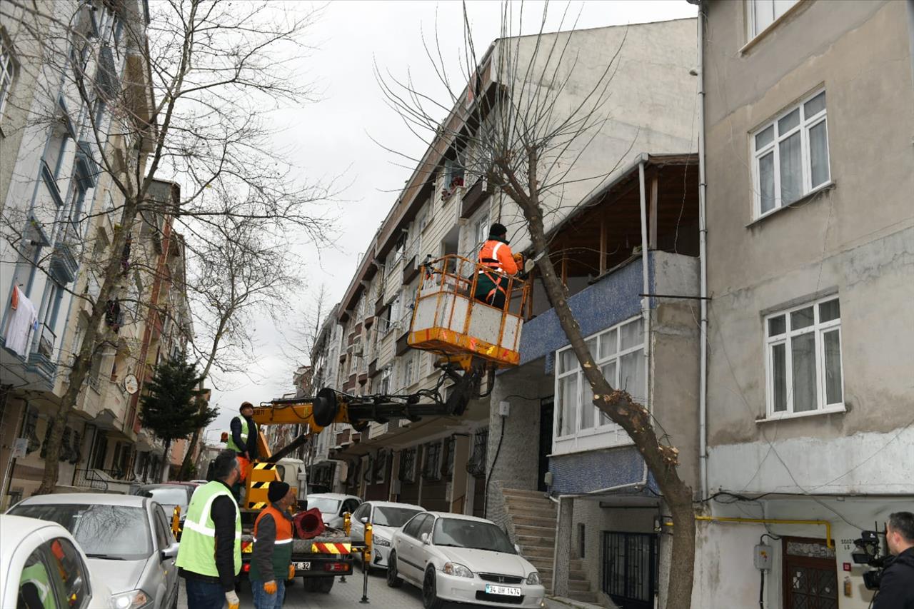 Esenyurt'ta Ağaçlar Budanıyor