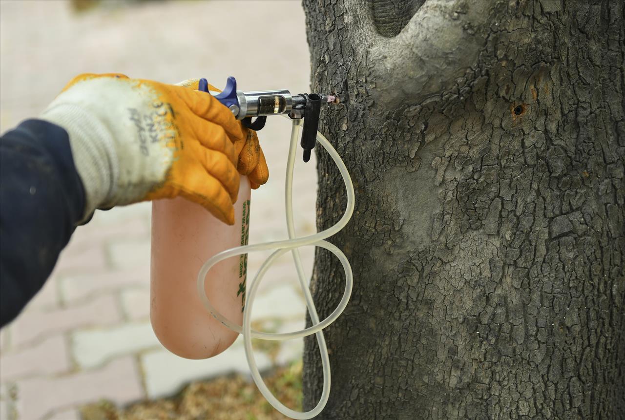 Teke Böceğiyle Mikroenjeksiyon Yöntemi İle Mücadele Ediliyor