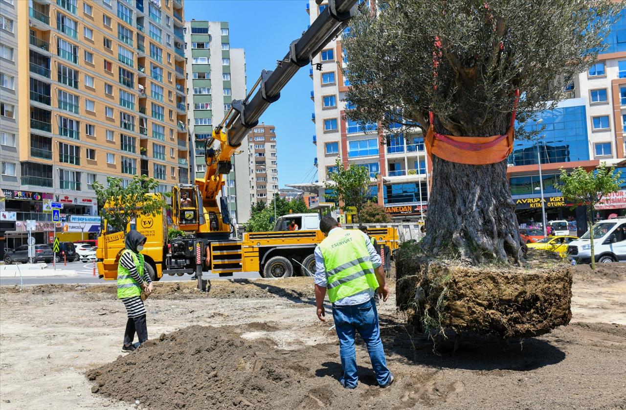 Esenyurt’ta Yüz Yaşını Aşmış Zeytin Ağaçları Dikildi