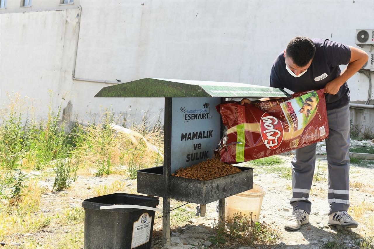 Sokak Hayvanlarına Mama Ve Su Desteği Devam Ediyor