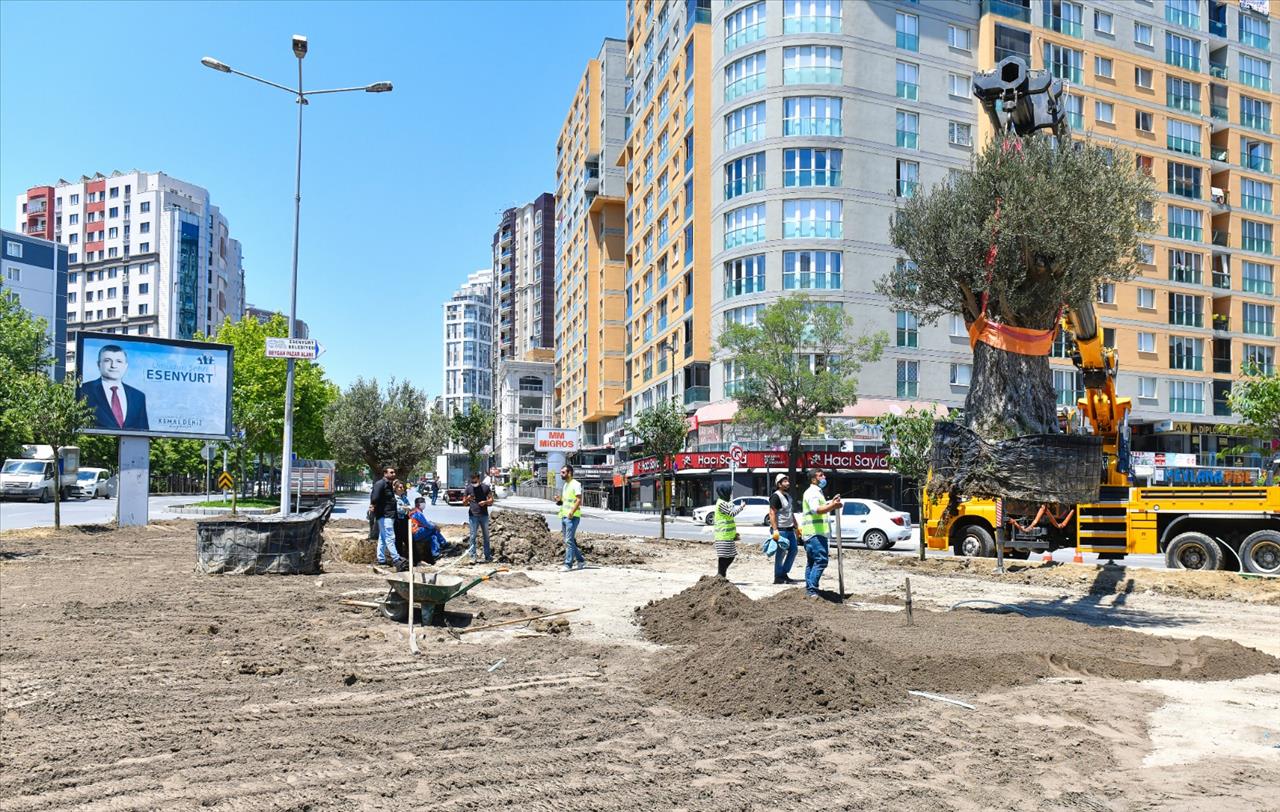 Esenyurt’ta Yüz Yaşını Aşmış Zeytin Ağaçları Dikildi