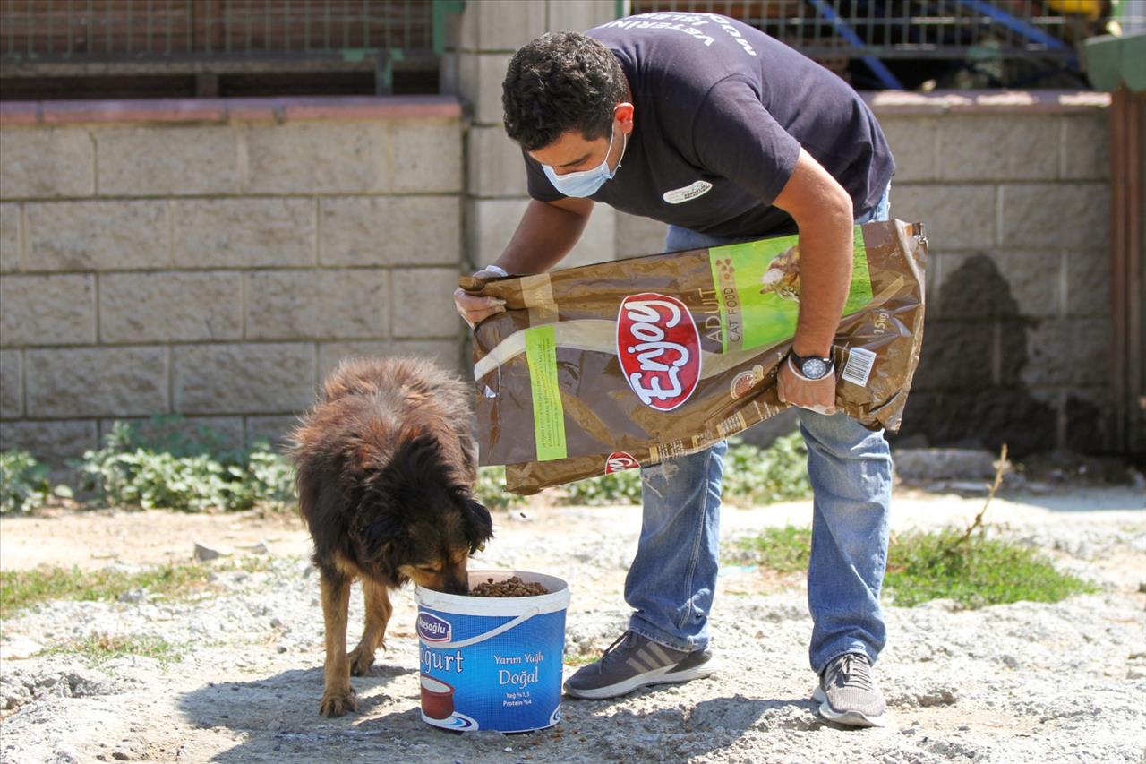 Esenyurt Belediyesi Sokak Hayvanlarına Mama Ve Su Desteğini Sürdürüyor