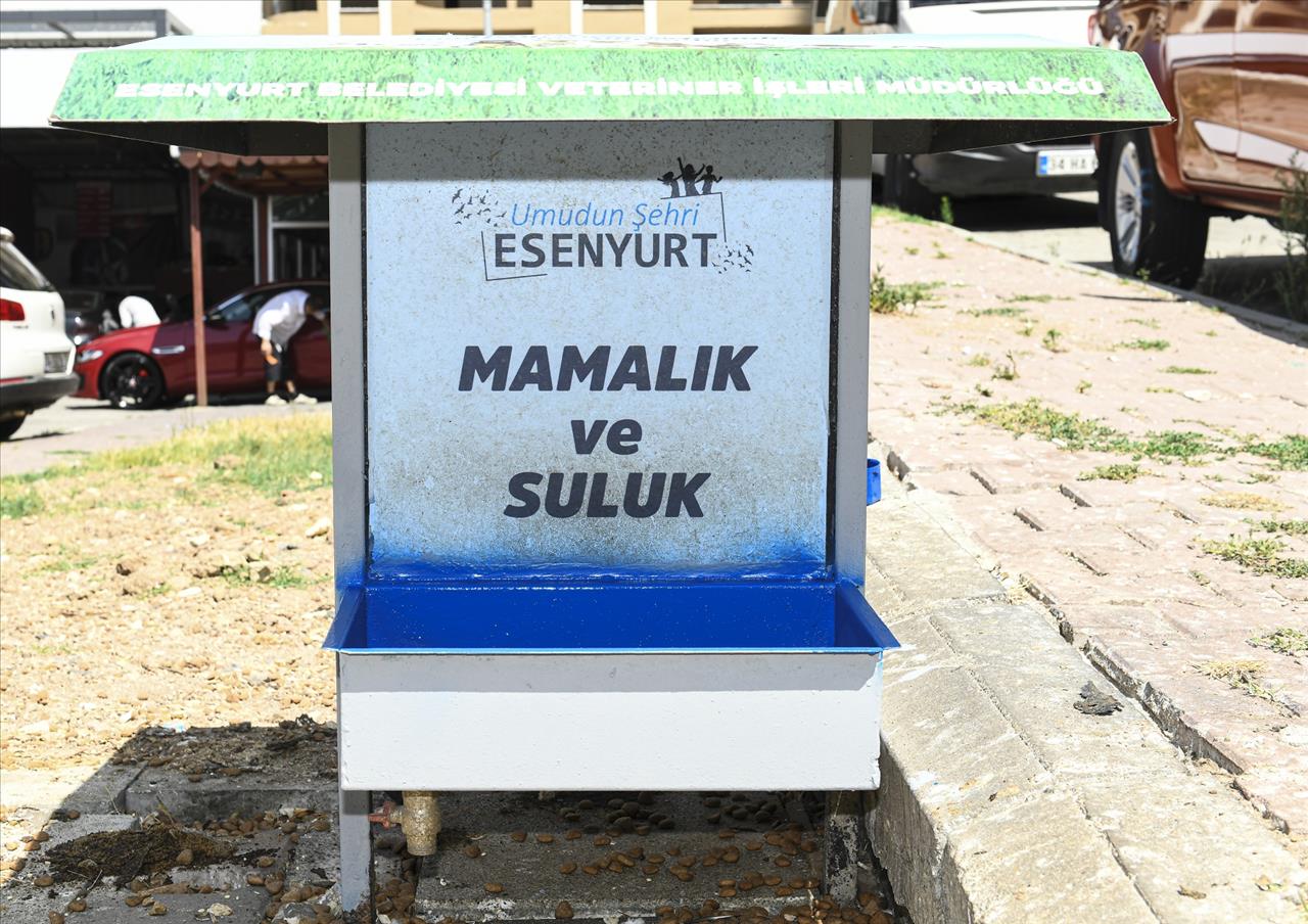 Mamalık Ve Suluklar Yenileniyor