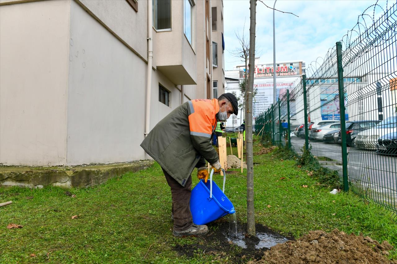 Esenyurt’ta Kesilmek Zorunda Kalan Ağaçların Yerine Yenileri Dikildi 