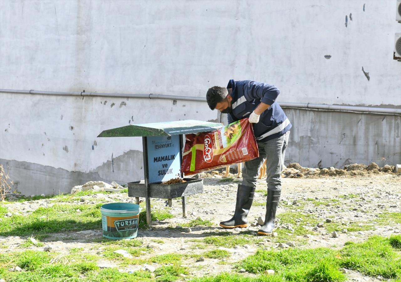 Esenyurt Belediyesi Sokak Hayvanlarına Mama Ve Su Desteğini Sürdürüyor