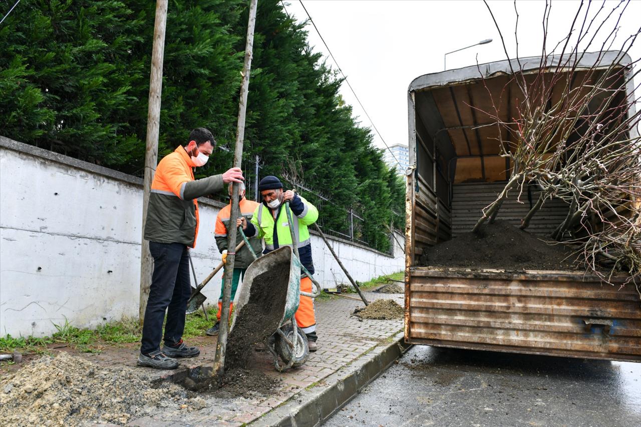 Esenyurt’a Ihlamur Ve Akasya Ağaçları Dikildi