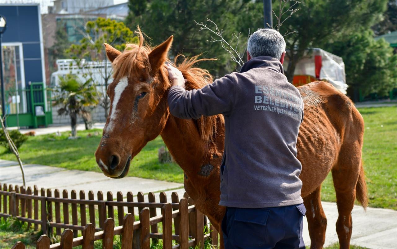 Sokağa Yaralı Ve Bitkin Bir Şekilde Bırakılmıştı: Esenyurt Belediyesi Kurtardı