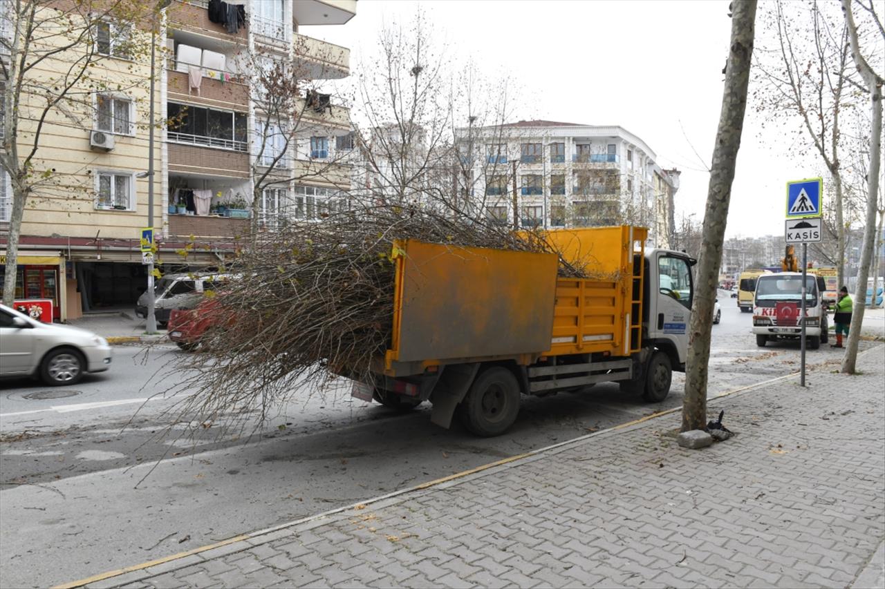 Esenyurt’ta ağaçlar kışa hazırlanıyor