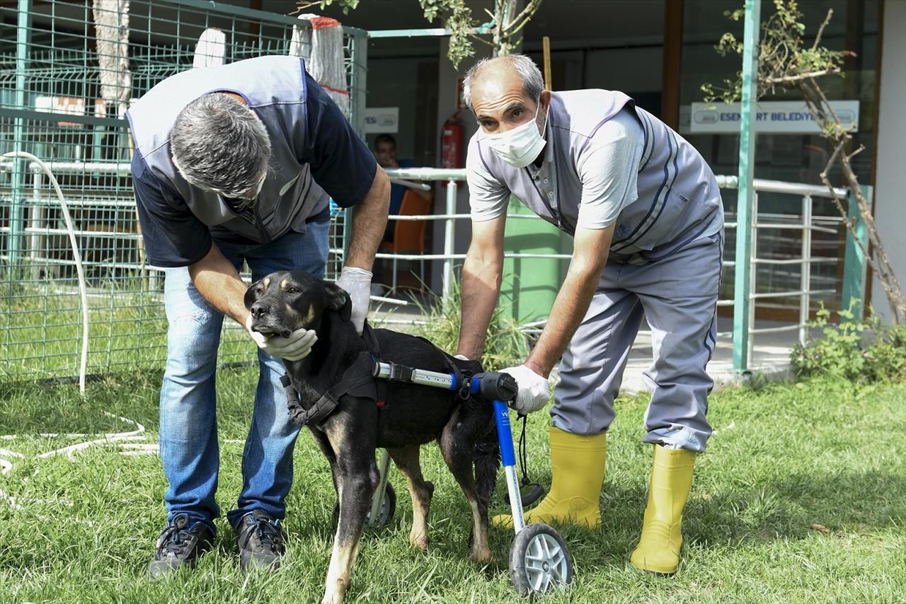 Umut Köpek Özel Tasarlanan Ortopedik Yürüteçle Hayata Tutunuyor 