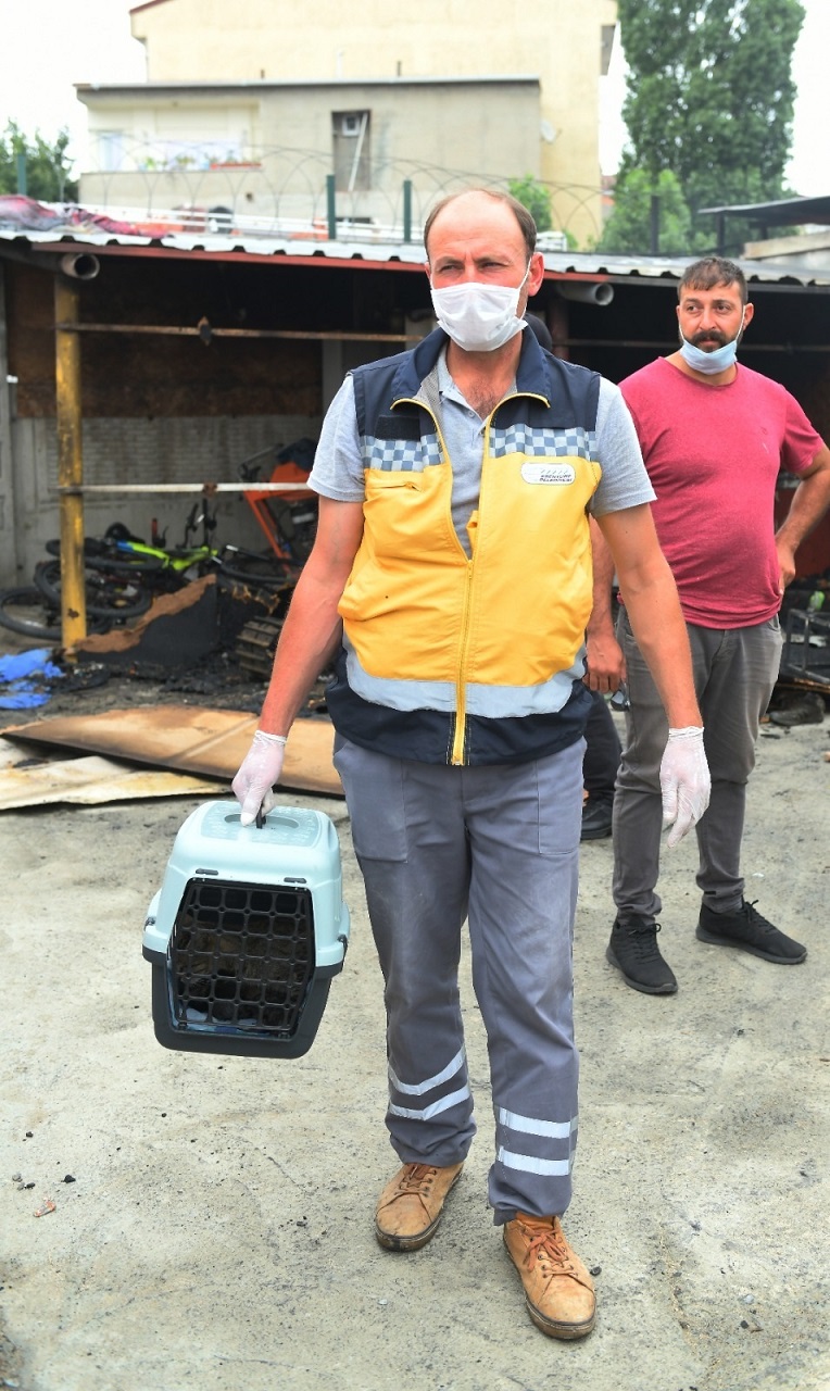 Anne Kedi, Yangında Mahsur Kalan Yavrularını Gösterdi Ekipler Kurtardı