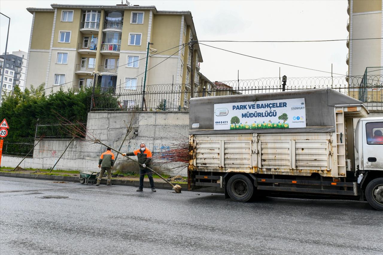 Esenyurt’a Ihlamur Ve Akasya Ağaçları Dikildi