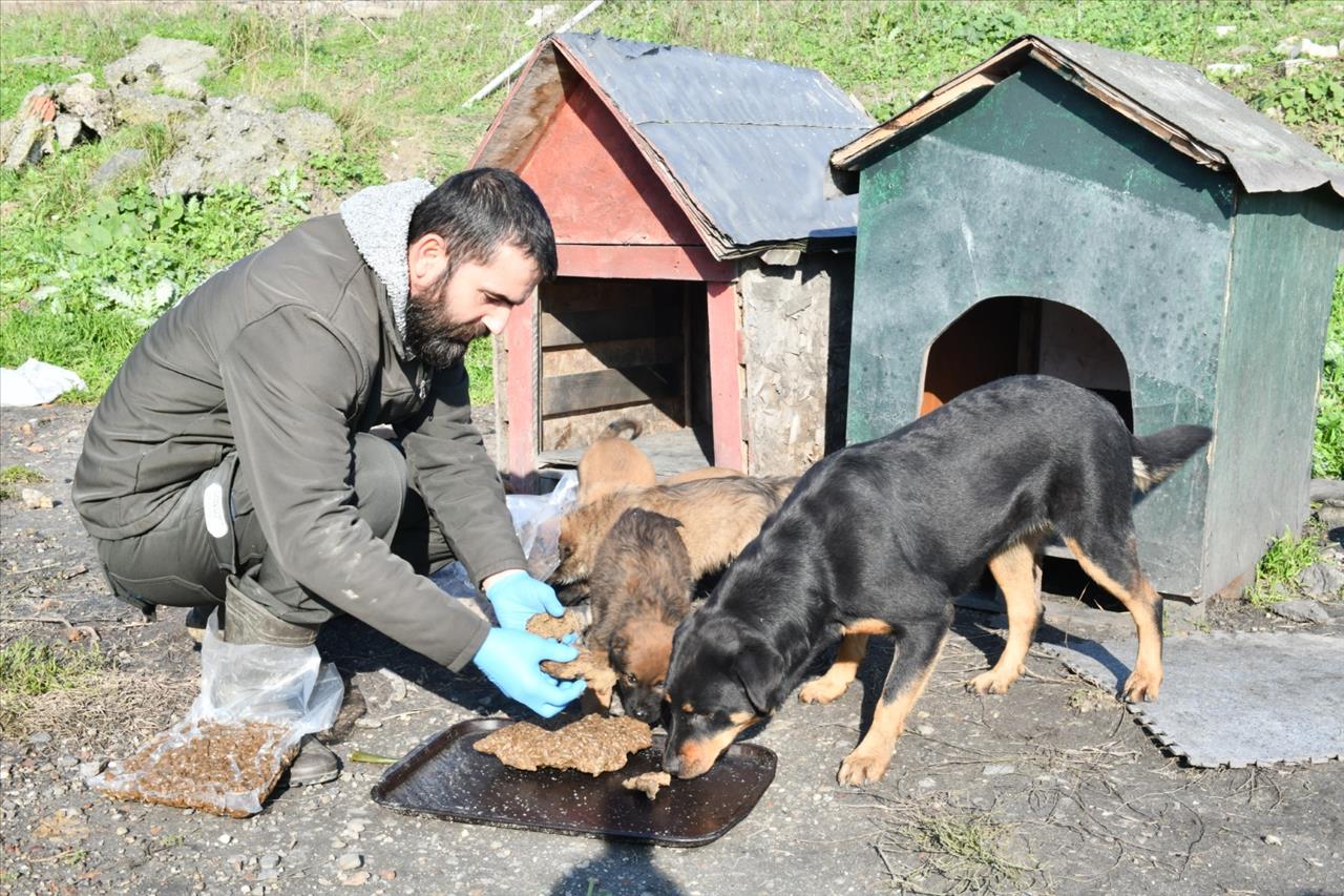 Esenyurt Belediyesi Can Dostlarımız İçin Mama Üretiyor