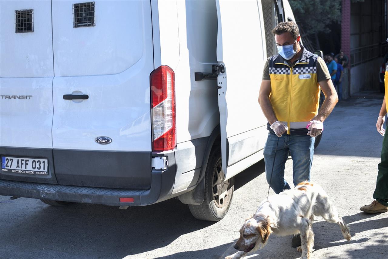 Esenyurt Belediyesi Sokak Hayvanlarını Sahiplendiriyor