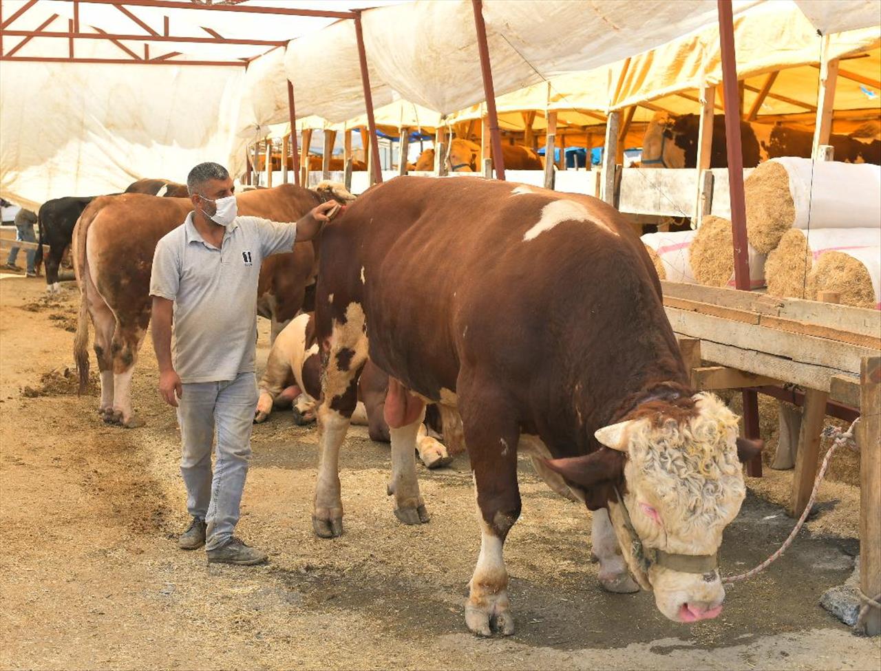 Kurbanlık Pazarının 1 Ton 200 Kiloluk Paşası Alıcısını Bekliyor

