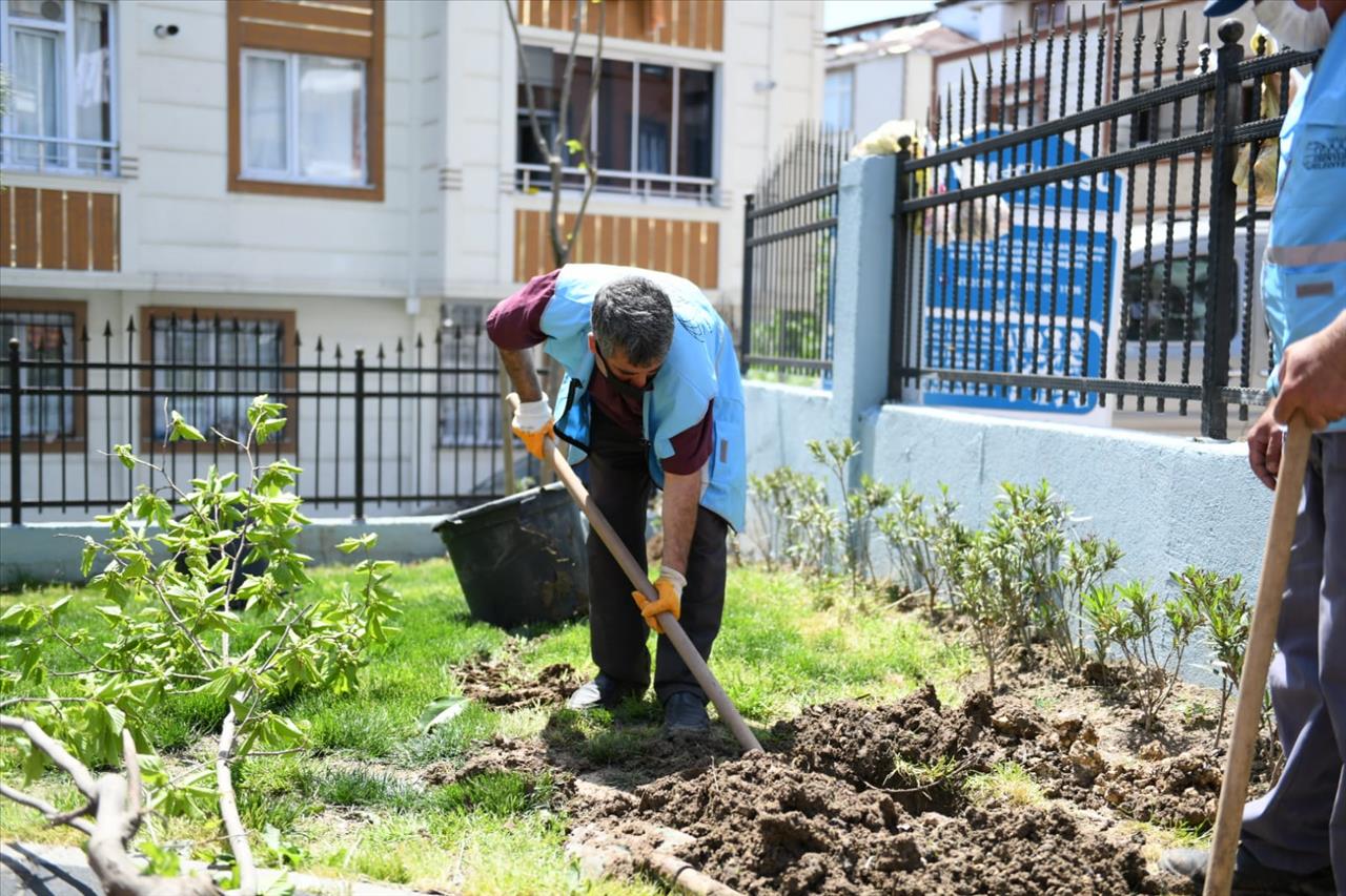 Esenyurt'ta Ağaçlandırma ve Bakım Çalışmaları Sürüyor