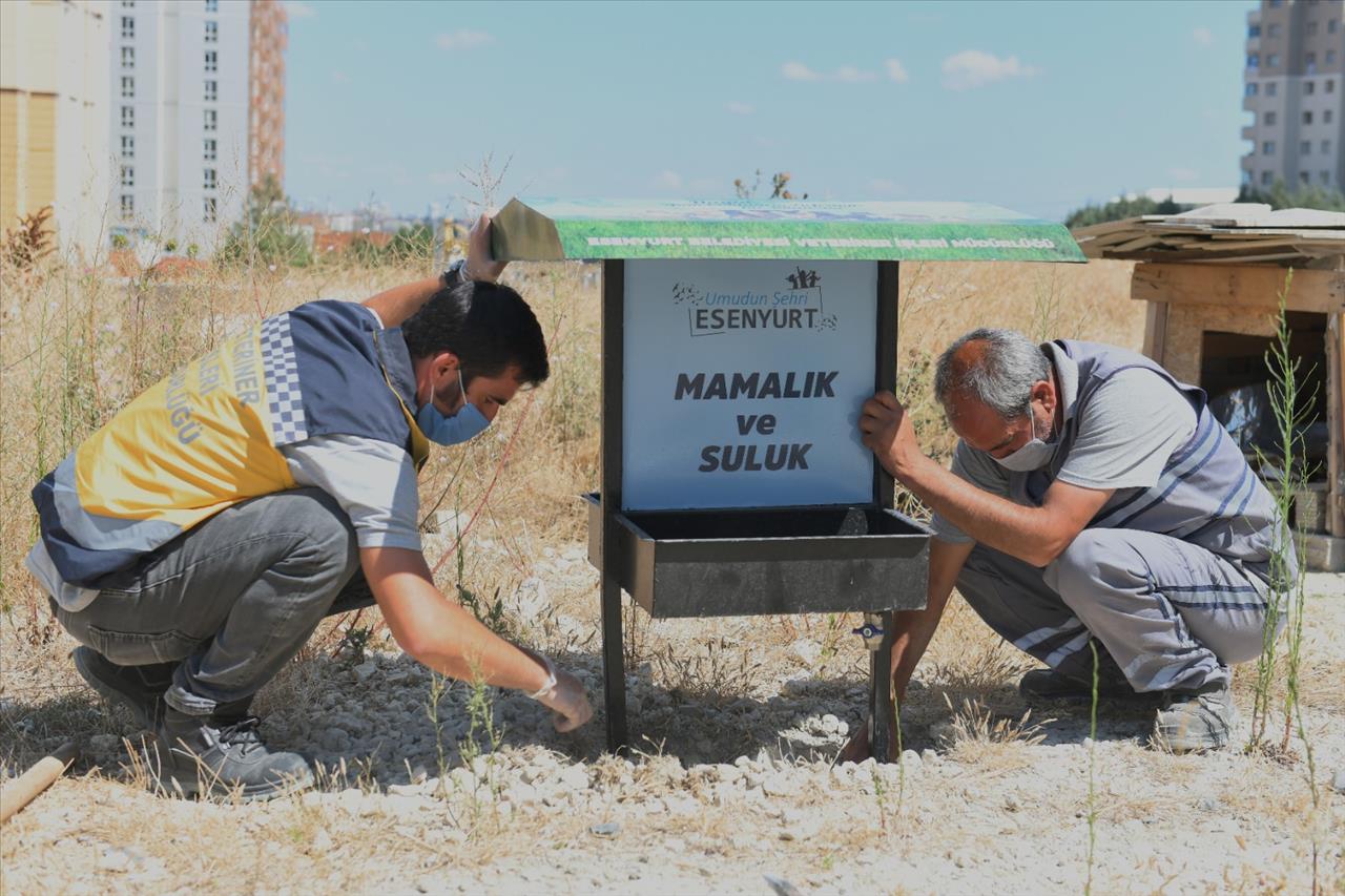 Esenyurt Belediyesi’nden Sokak Hayvanlarına Mamalık Ve Suluk