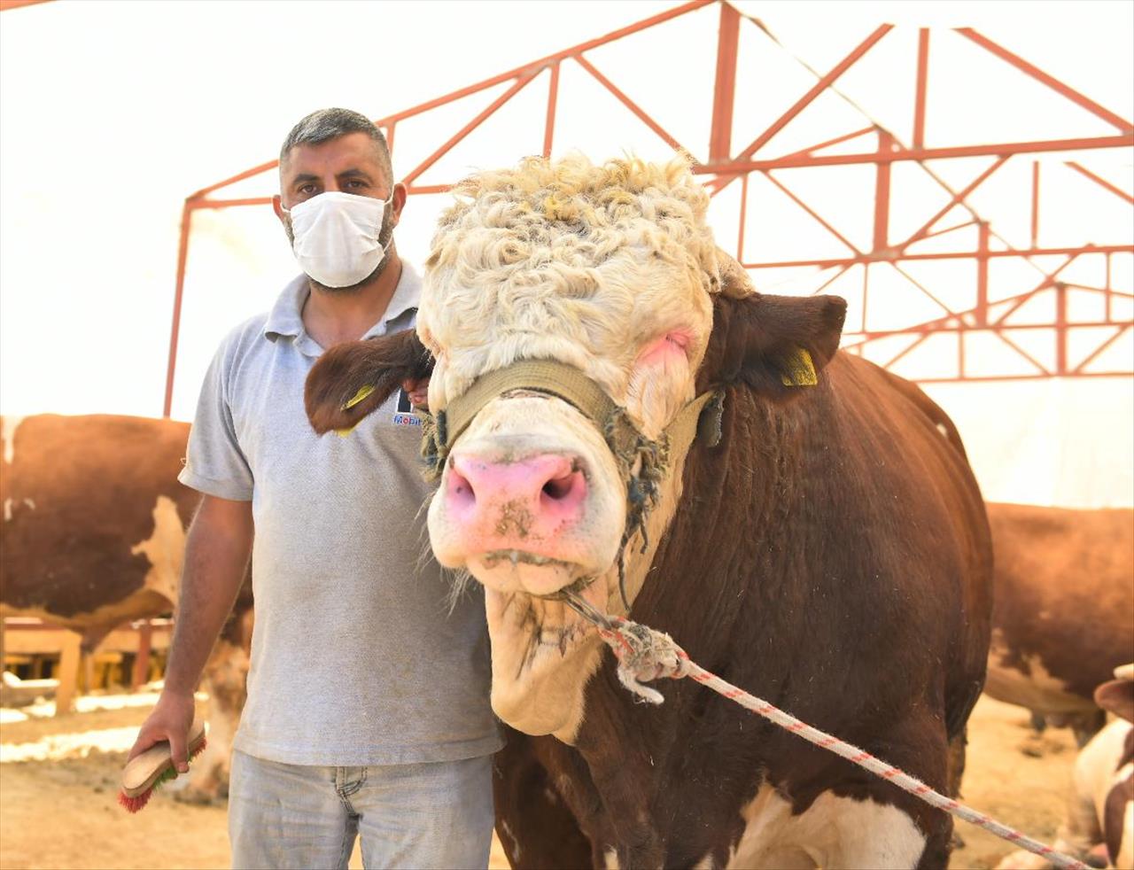 Kurbanlık Pazarının 1 Ton 200 Kiloluk Paşası Alıcısını Bekliyor

