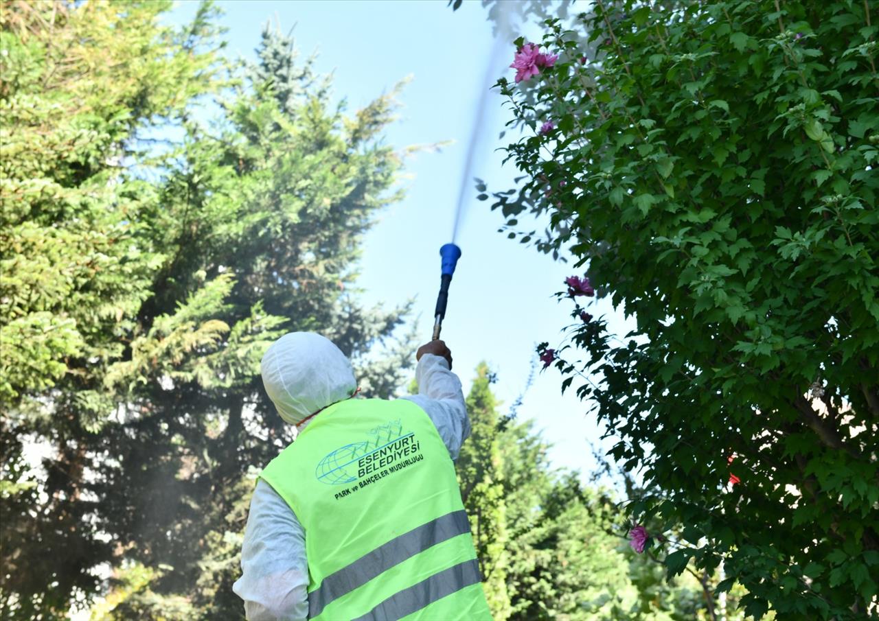 Esenyurt Belediyesi Teke Böceği ile Mücadeleyi Sürdürüyor