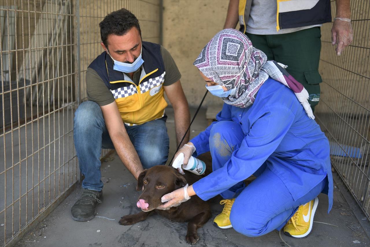 Esenyurt Belediyesi Sokak Hayvanlarını Sahiplendiriyor