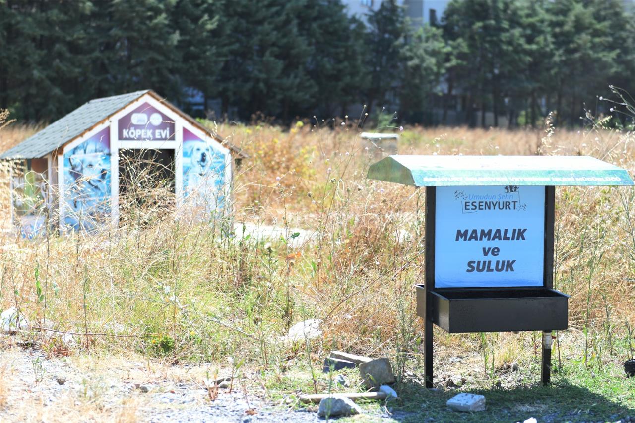 Esenyurt Belediyesi’nden Sokak Hayvanlarına Mamalık Ve Suluk