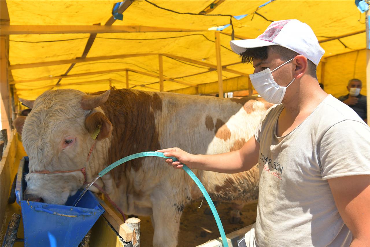 Esenyurt Belediyesi’nden Kurban Hazırlıklarını Tamamladı