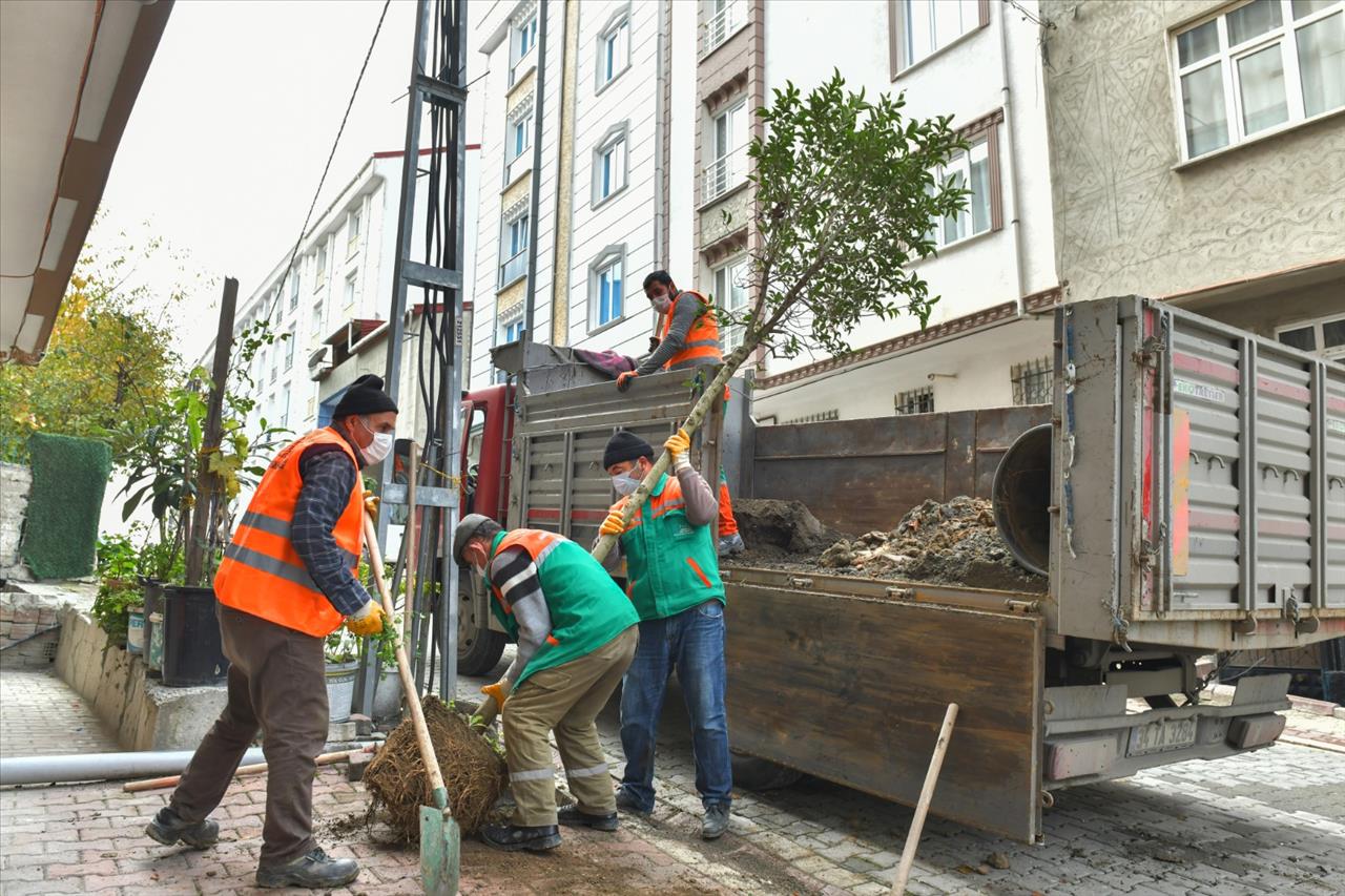 Esenyurt’ta Ağaçlandırma Çalışmaları Devam Ediyor