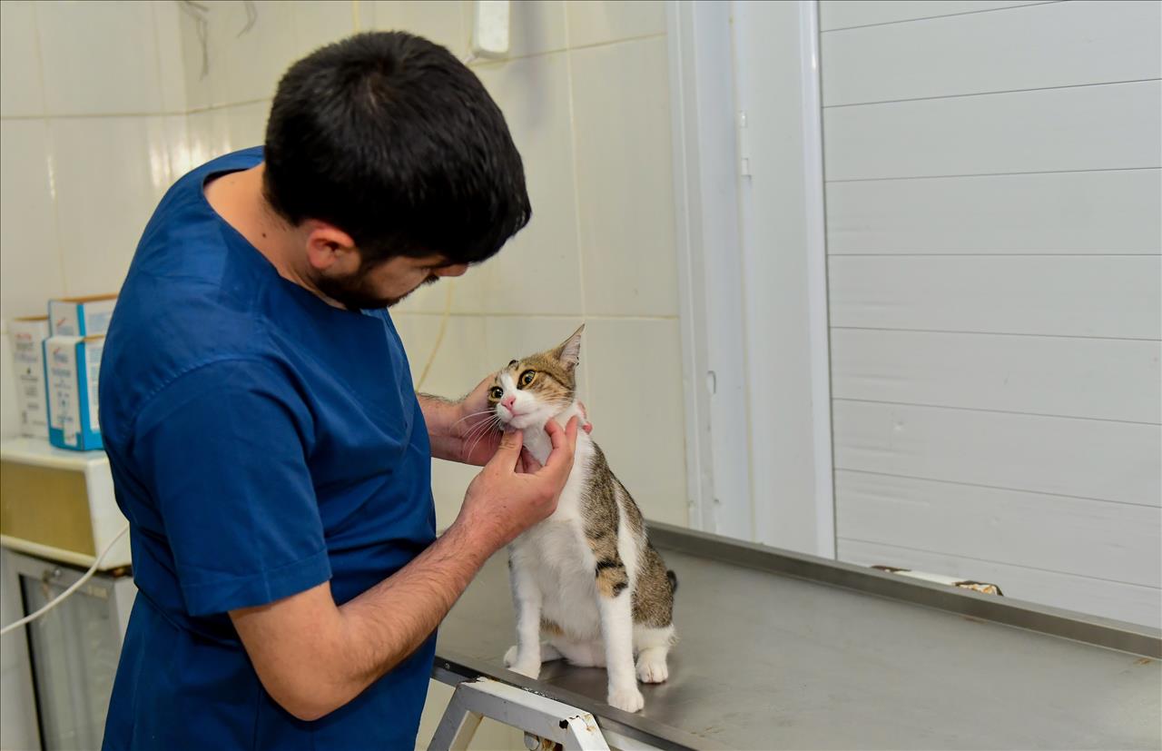 Ayağı Kırılan Kedi Ameliyatla Yeniden Sağlığına Kavuştu 