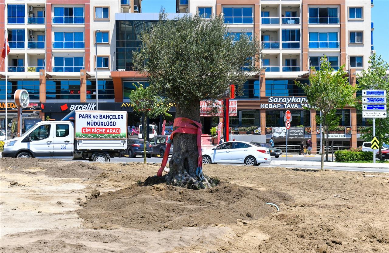 Esenyurt’ta Yüz Yaşını Aşmış Zeytin Ağaçları Dikildi