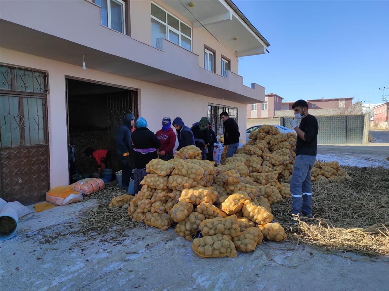 Üreticinin Elinde Kalan Patatesler Alınarak İhtiyaç Sahiplerine Dağıtılıyor 