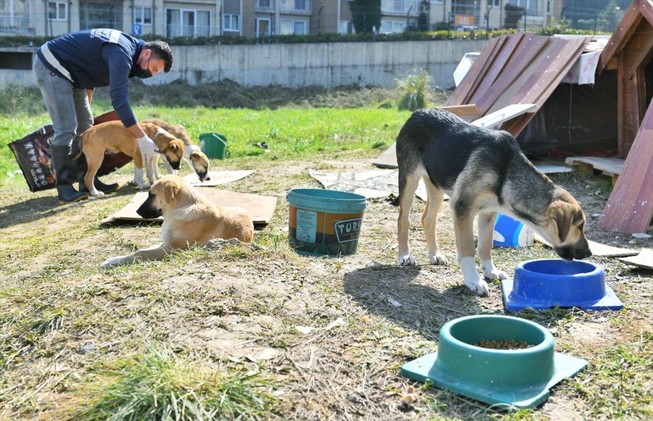 Esenyurt Belediyesi Sokak Hayvanlarına Mama Ve Su Desteğini Sürdürüyor