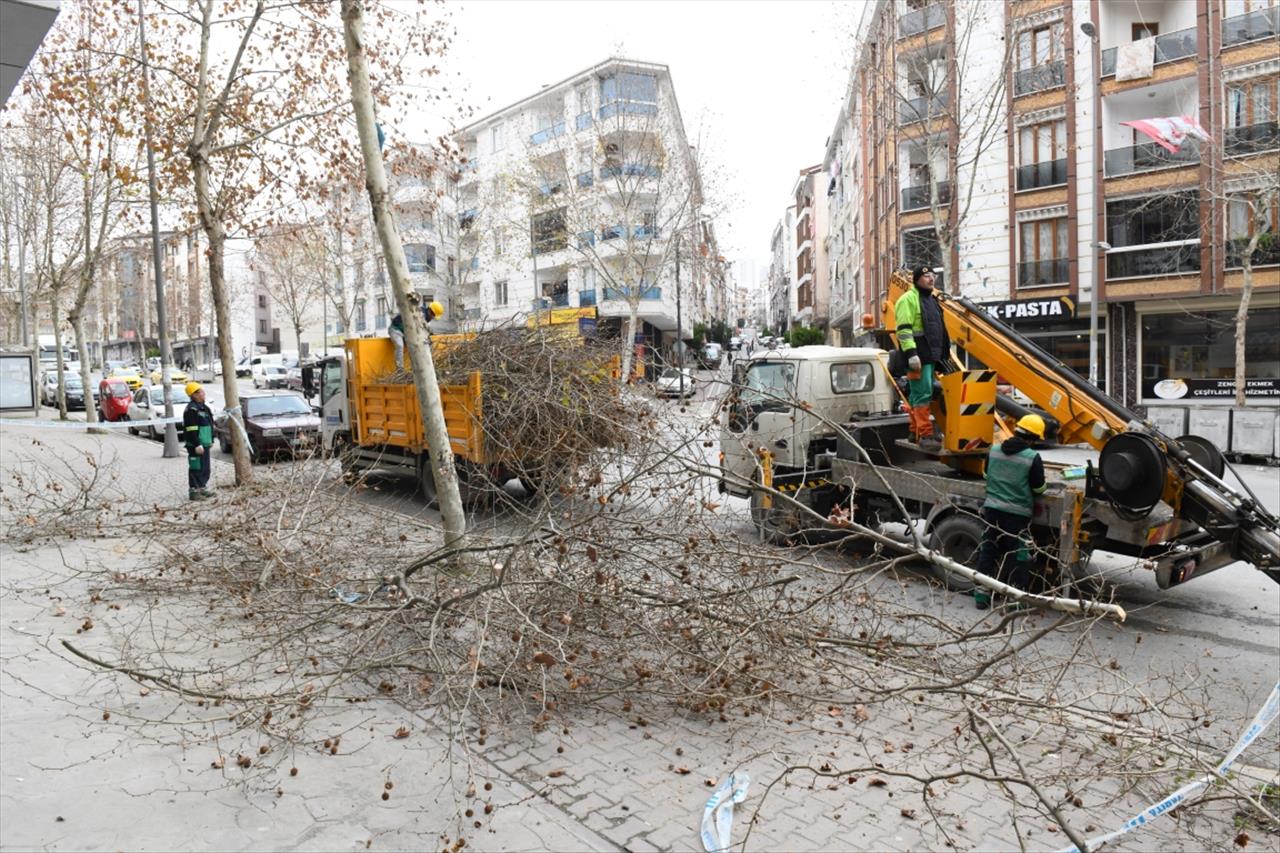 Esenyurt’ta ağaçlar kışa hazırlanıyor