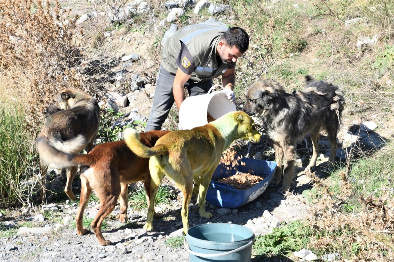 Esenyurt Belediyesi Patili Dostlarını Unutmuyor…