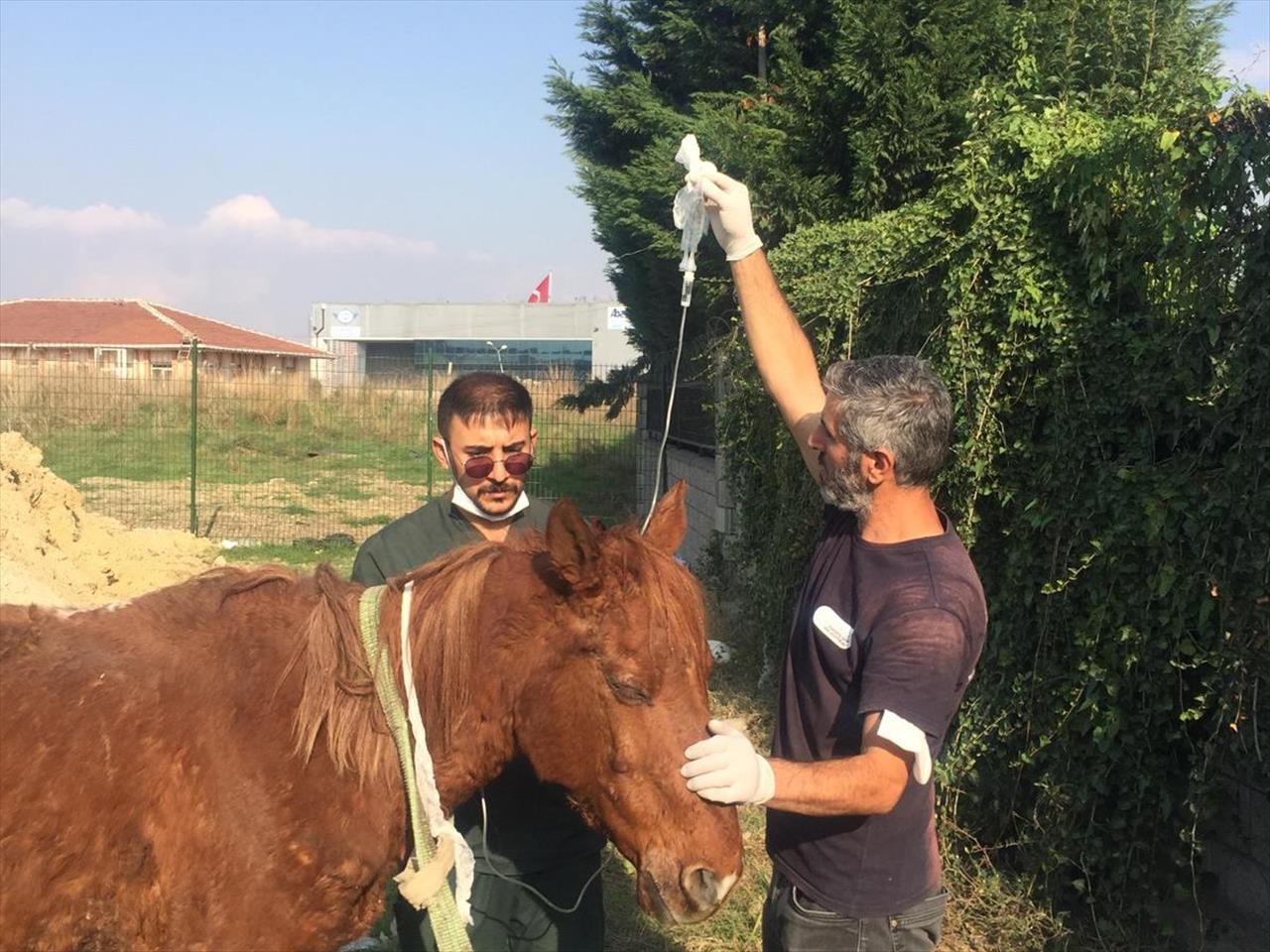 Terk Edilen Yaralı Hayvana Esenyurt Belediyesi Sahip Çıktı 