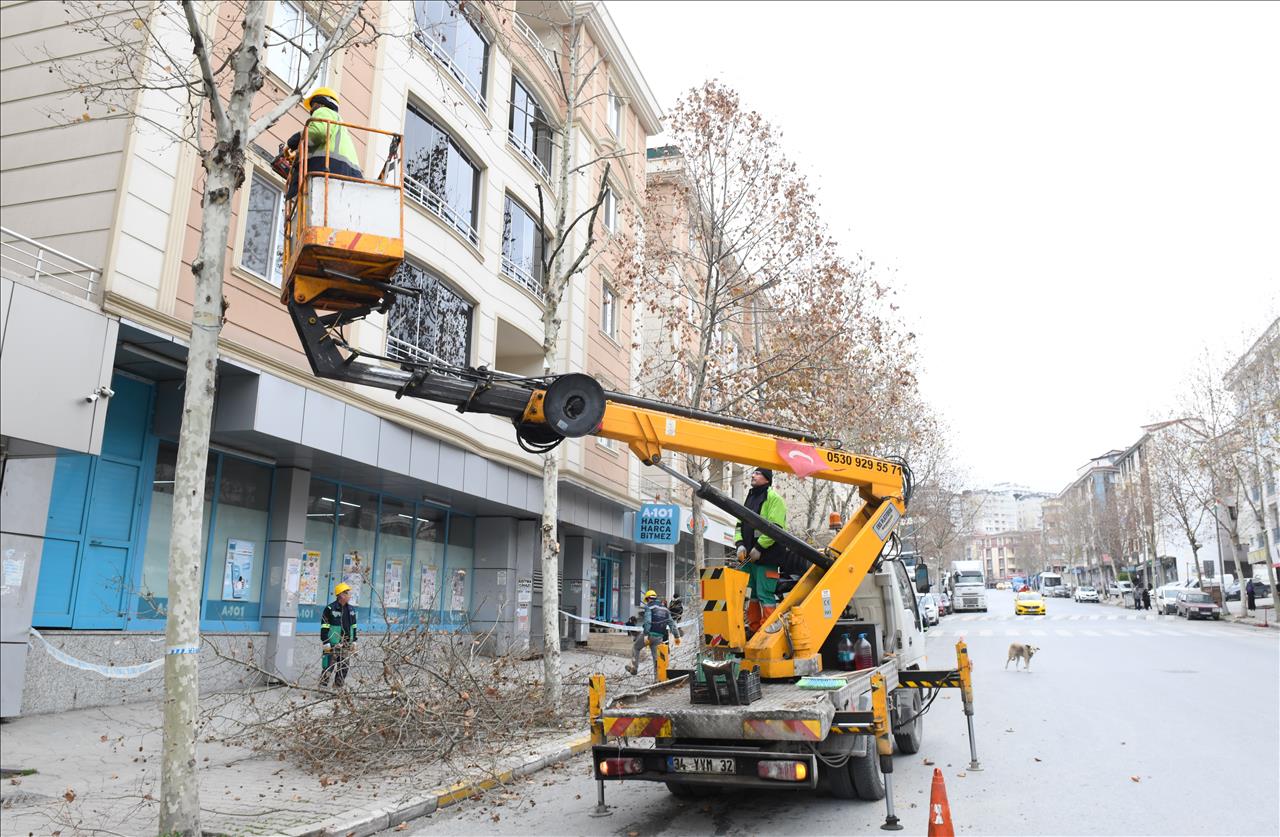 Esenyurt’ta ağaçlar kışa hazırlanıyor