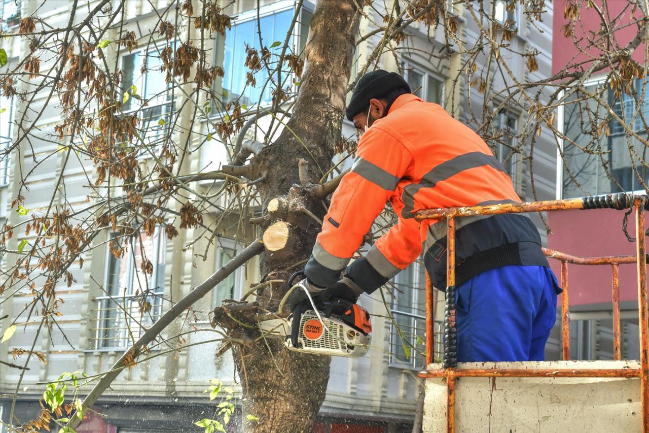 Budama Çalışmalarıyla Ağaçlar Sağlıklı Bir Görünüme Kavuşuyor