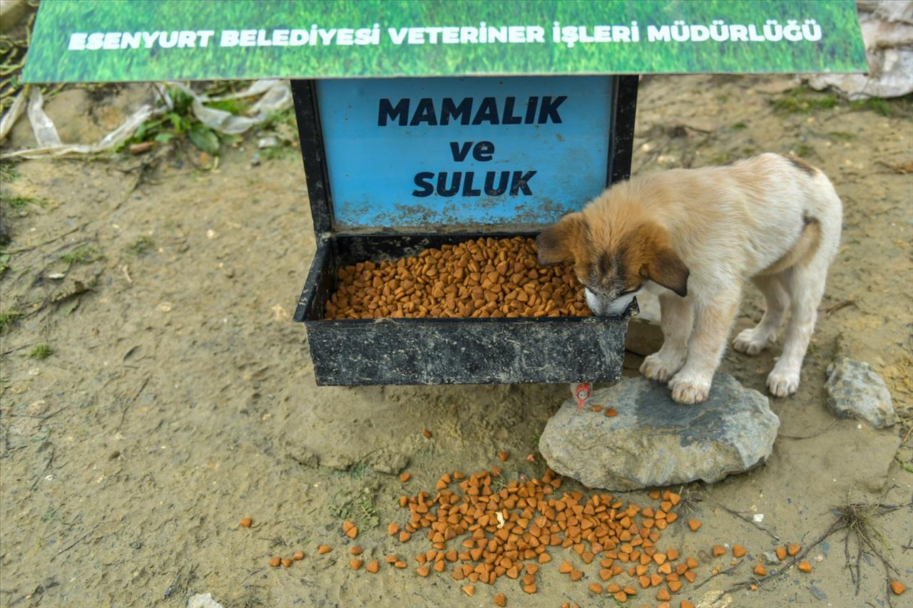 Esenyurt Belediyesi Hayvan Dostlarını Unutmuyor