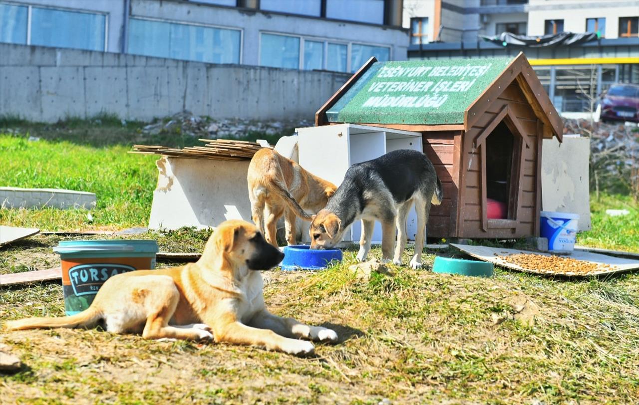 Esenyurt Belediyesi Sokak Hayvanlarına Mama Ve Su Desteğini Sürdürüyor