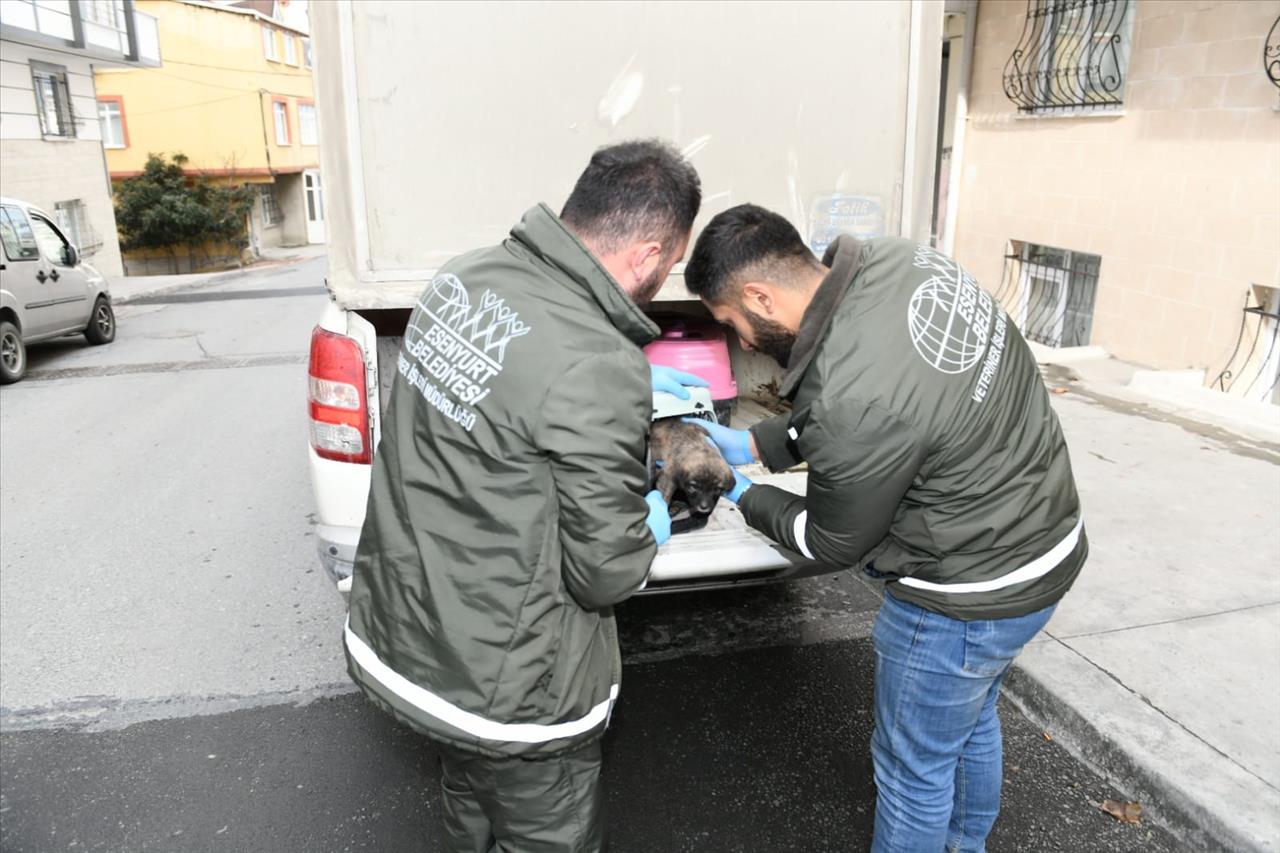 Annesiz Kalan Yavru Köpeğe Esenyurt Belediyesi Sahip Çıktı