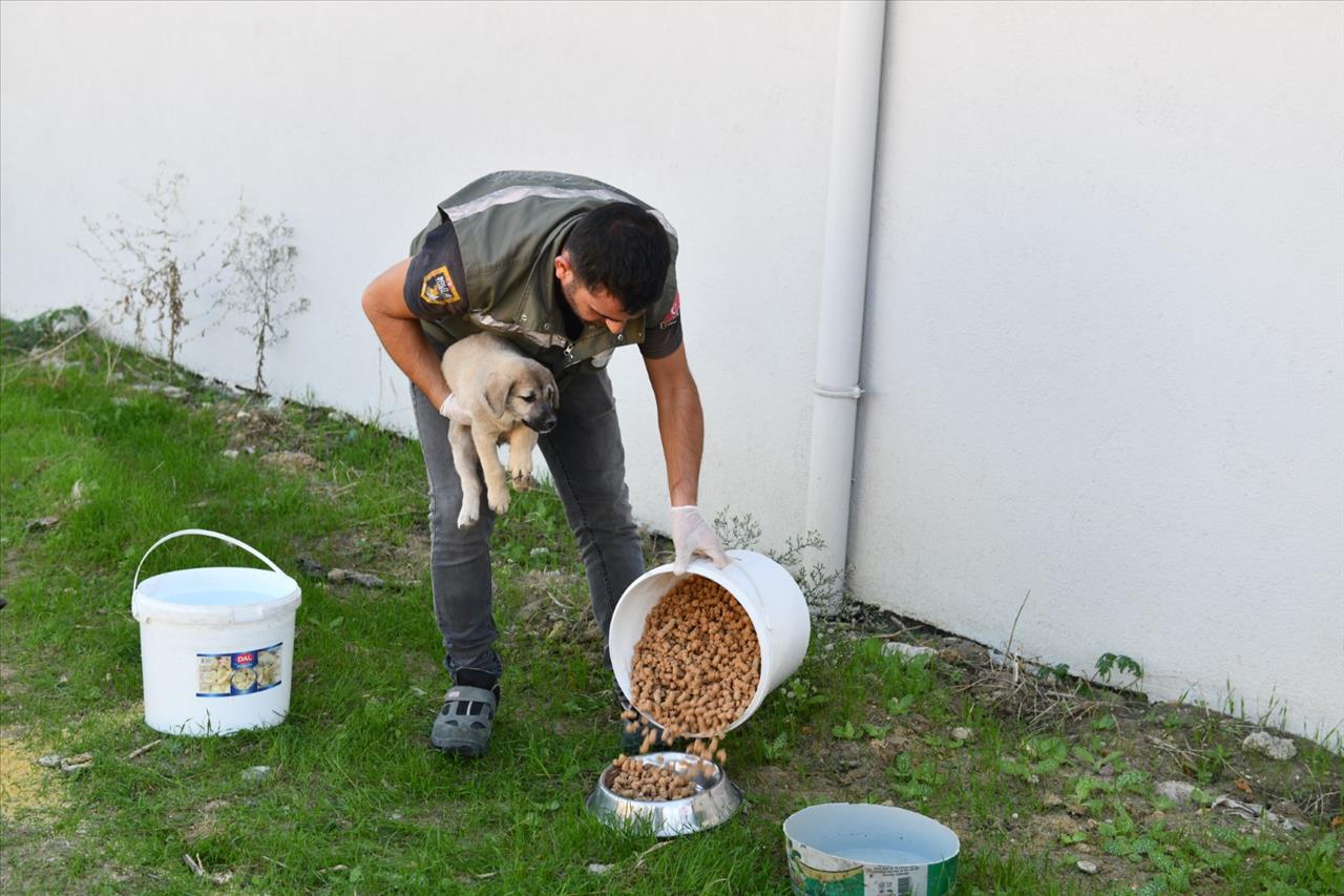 Esenyurt Belediyesi Patili Dostlarını Unutmuyor…