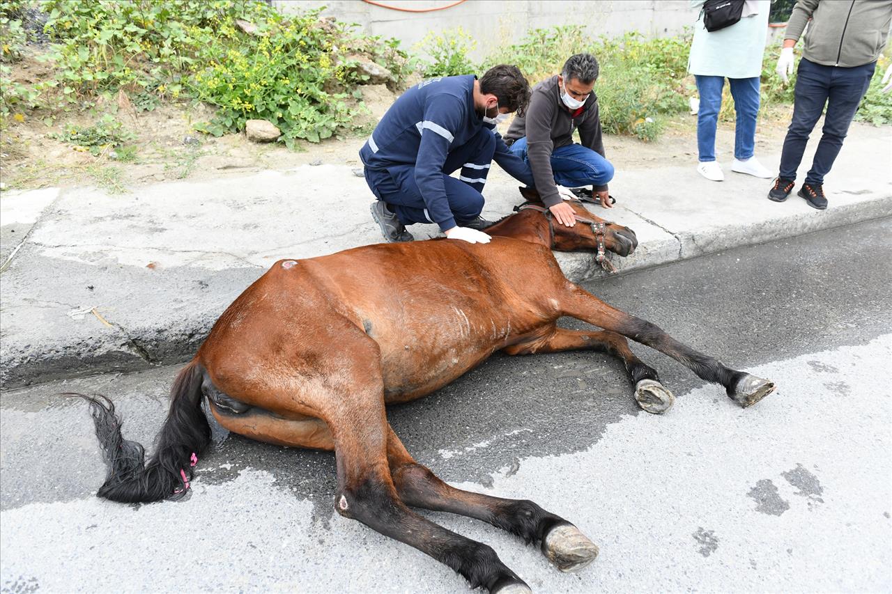 Yaralı Ata İlk Müdahaleyi Esenyurt Belediyesi Ekipleri Yaptı