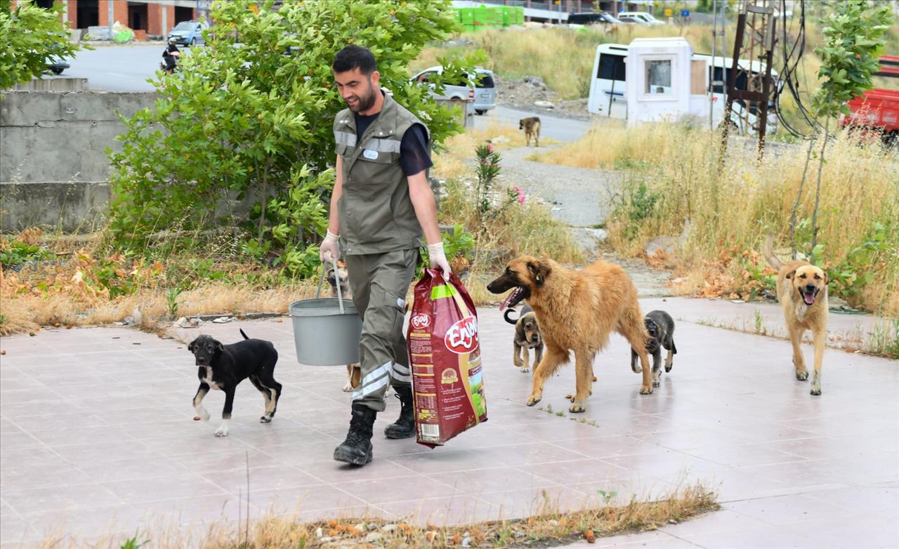 Esenyurt Belediyesi Can Dostlarımıza Desteğini Sürdürüyor