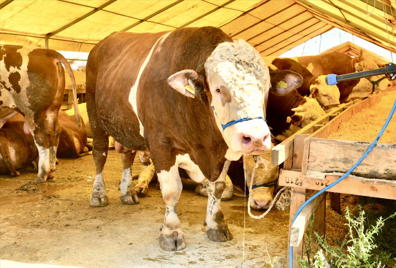 Kurban Pazarının 1 Ton 200 Kiloluk Kral’ı Alıcısını Bekliyor