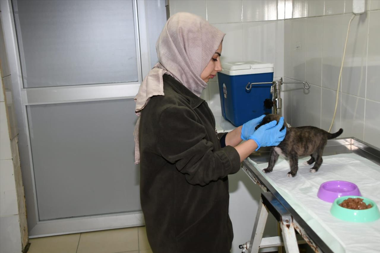 Annesiz Kalan Yavru Köpeğe Esenyurt Belediyesi Sahip Çıktı