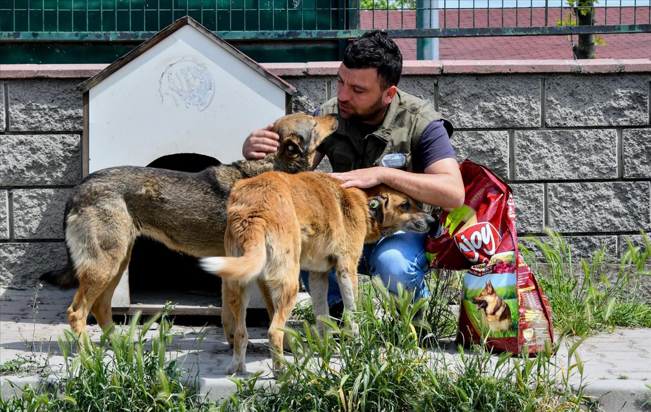 Esenyurt Belediyesi, Can Dostlarımıza Desteğini Ramazan’da Da Sürdürüyor