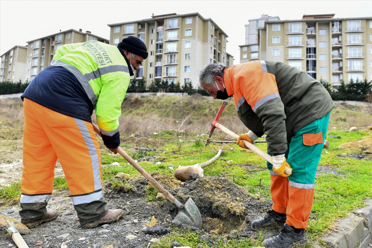 Esenyurt’a Ihlamur Ve Akasya Ağaçları Dikildi