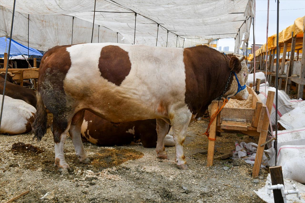 Esenyurt Belediyesi, Özel Tedbirler İle Kurban Pazarında Hizmette 