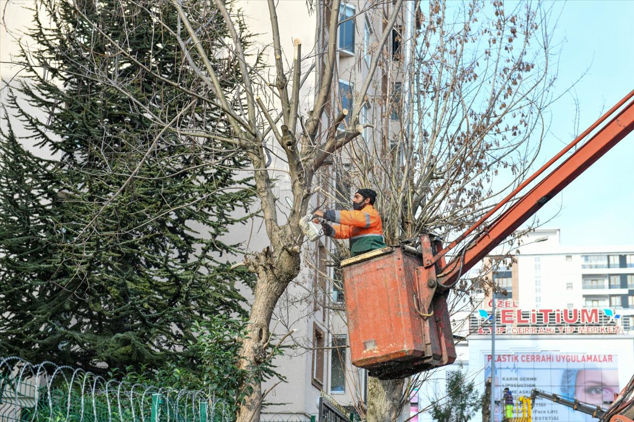 Esenyurt Belediyesi Teke Böceğiyle Mücadeleyi Sürdürüyor