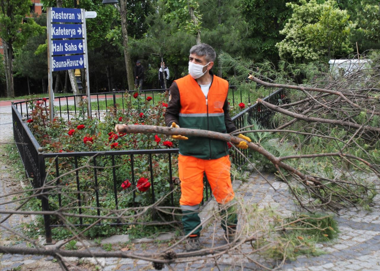 Esenyurt’ta Ağaçlar Budanıyor