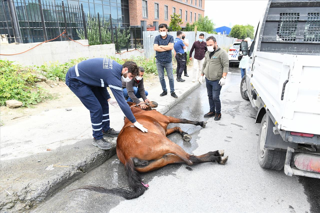 Yaralı Ata İlk Müdahaleyi Esenyurt Belediyesi Ekipleri Yaptı